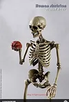 COOMODEL NOBS011 THE HUMAN SKELETON DIECAST ALLOY 1/6 Model