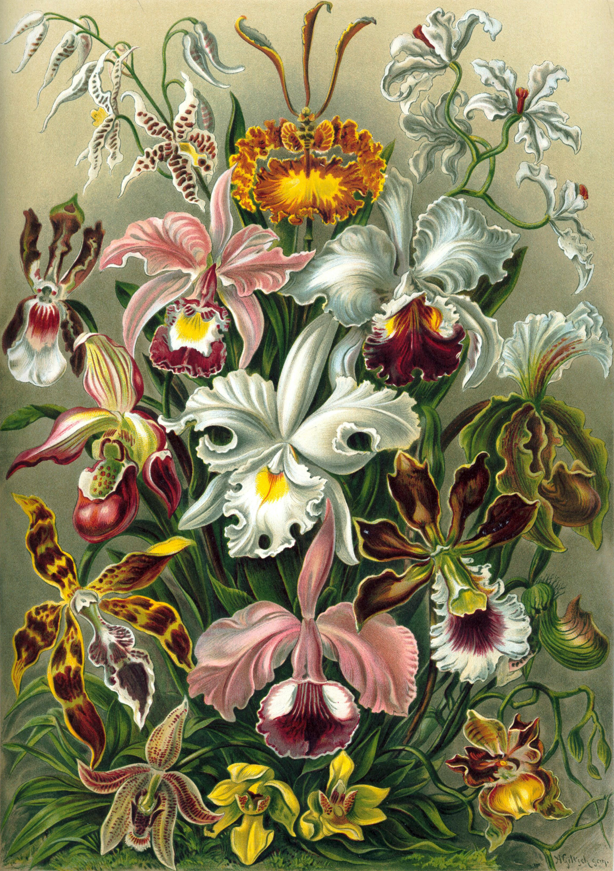 Orchidae - Paint by Numbers-30*40cm/40*50cm