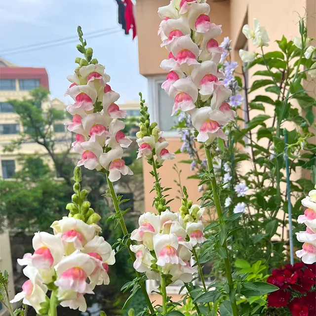 Dwarf Snapdragon  Seed Mixed