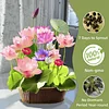 🌸[7 days germination] Last Day Sale -49% OFF💐The Sacred Bonsai Bowl Lotus Flower
