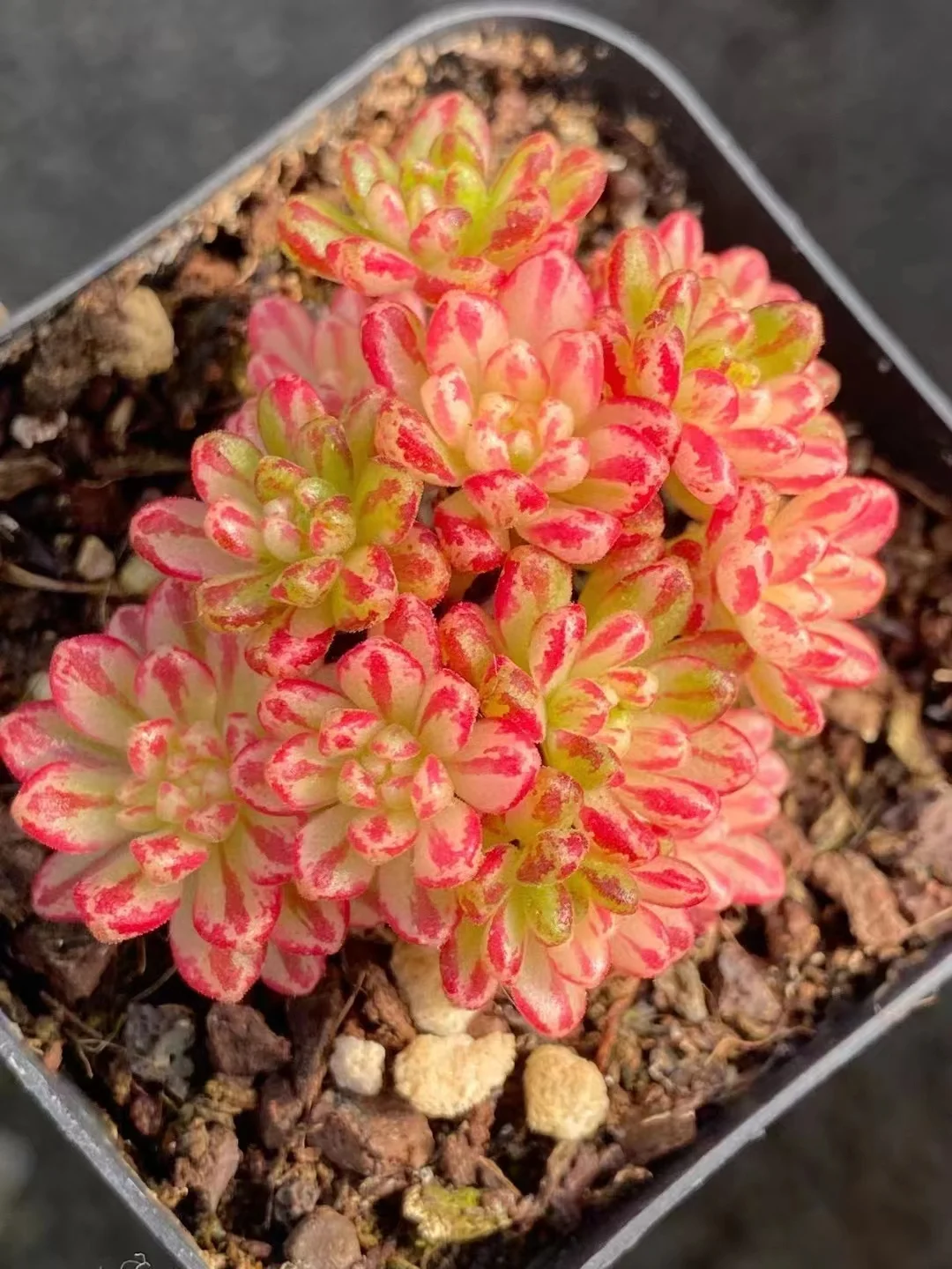 plant Aeonium Echeveria Haworthia  Caudex  Lithops Cactus  Agave 