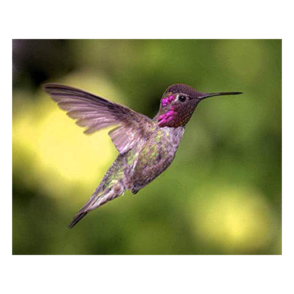 

Bird - 11CT Stamped Cross Stitch - 60*50CM, 501 Original