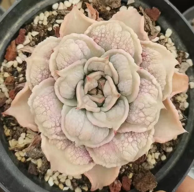 plant Aeonium Echeveria Haworthia  Caudex  Lithops Cactus  Agave 