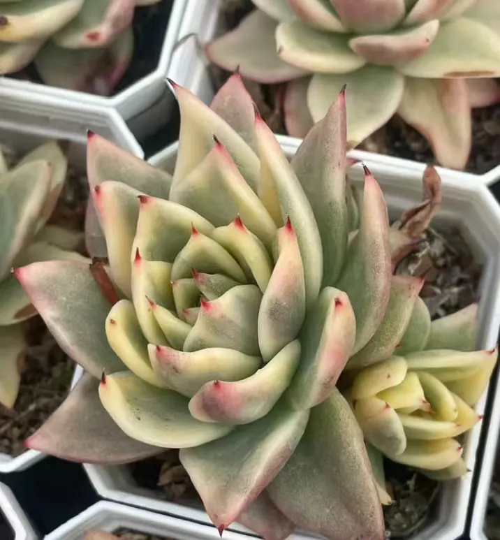plant Aeonium Echeveria Haworthia  Caudex  Lithops Cactus  Agave 