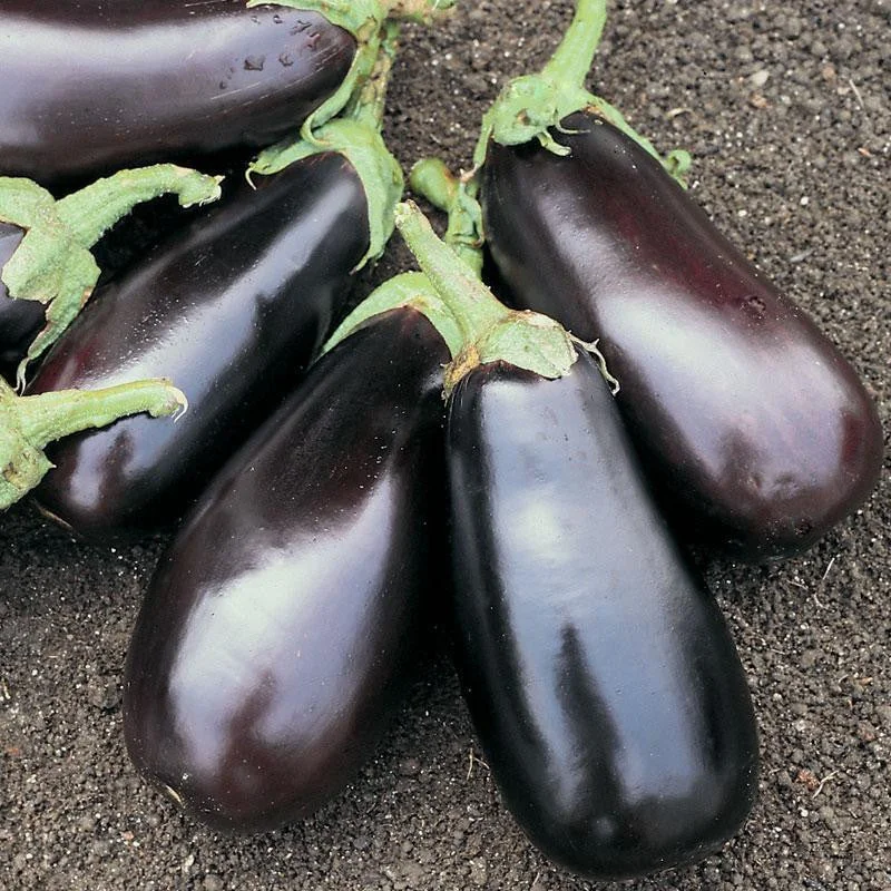 Eggplant Classic F1