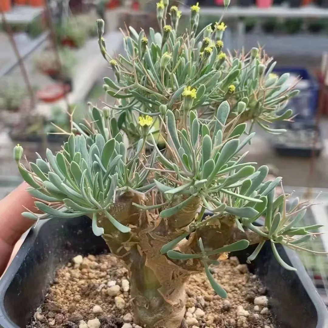 785.  Othonna Euphorbioides 1-1.5cm  / Caudex  / Succulent plants / Garden landscape / Carefully select healthy plants