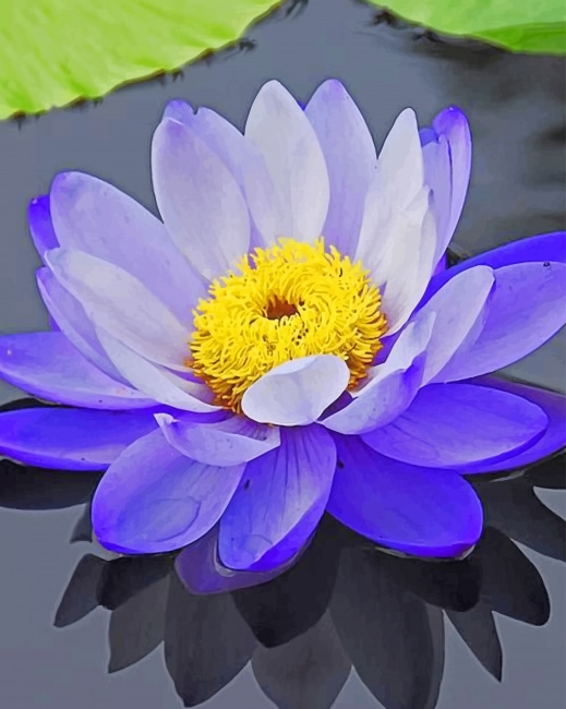 

Purple Lotus Flower – Paint By Numbers - 40*50CM, 501 Original