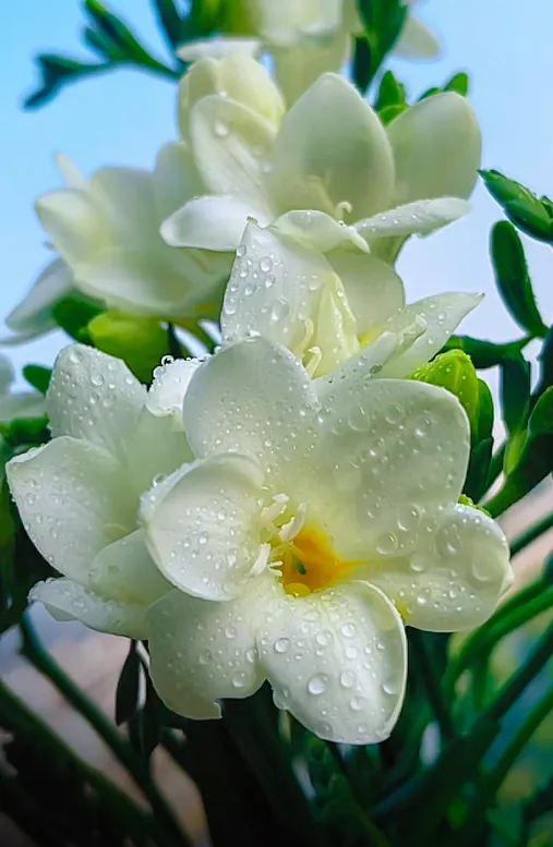 🌼Fragrant Freesia Bulbs – A Burst of Color and Scent in Every Bloom