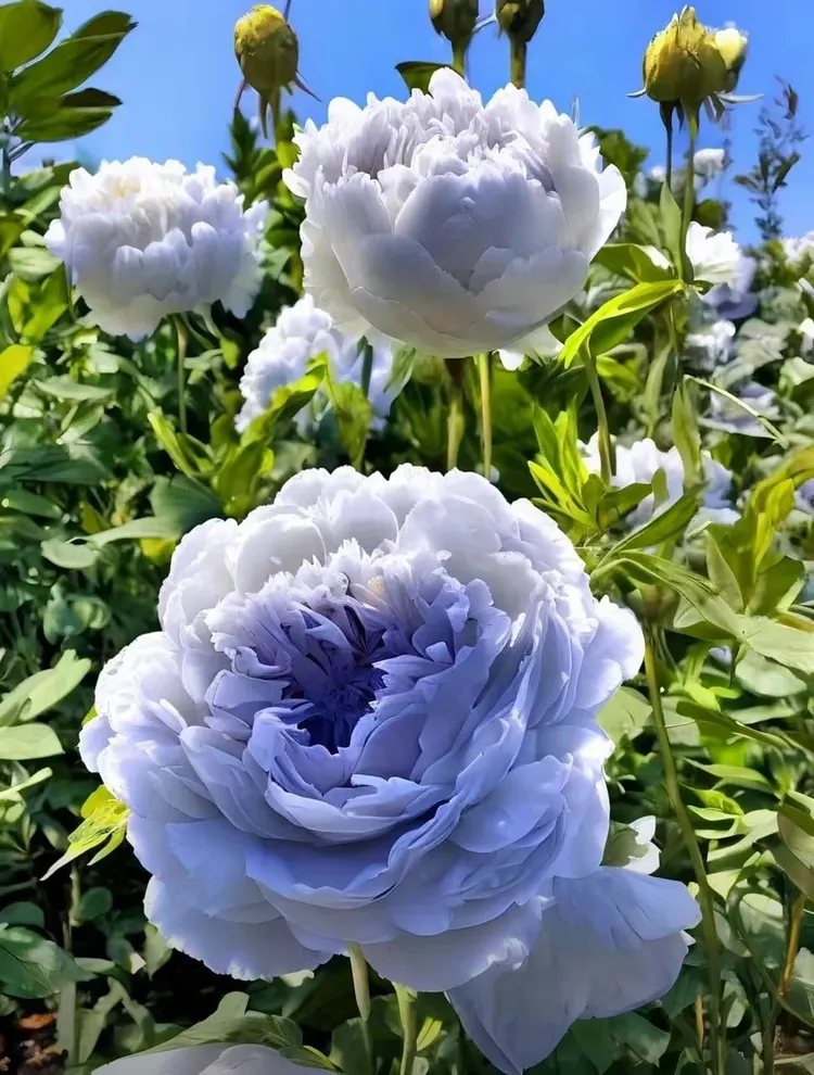 Peony Flower Seeds🌺Elegant Blooms for Your Garden✨