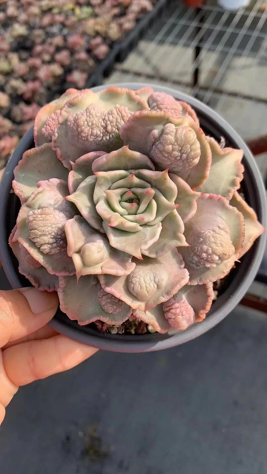 plant Aeonium Echeveria Haworthia  Caudex  Lithops Cactus  Agave 