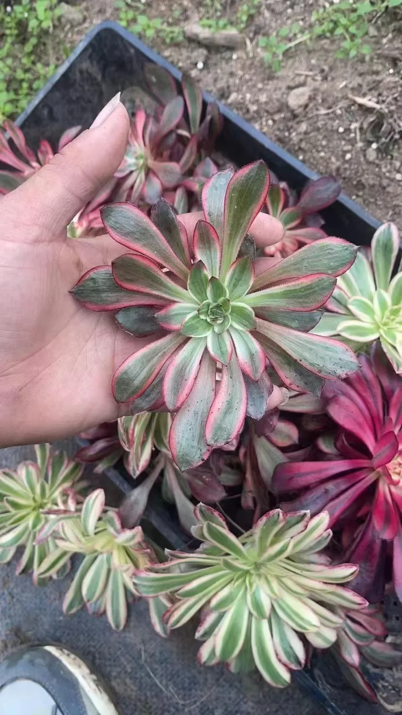 plant Aeonium Echeveria Haworthia  Caudex  Lithops Cactus  Agave 