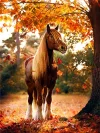 Horse | Full Round/square Diamond Painting Kits | 50x70cm