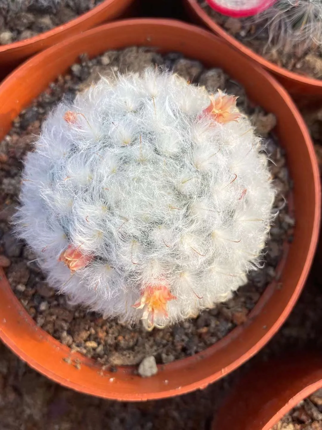 plant Aeonium Echeveria Haworthia  Caudex  Lithops Cactus  Agave 