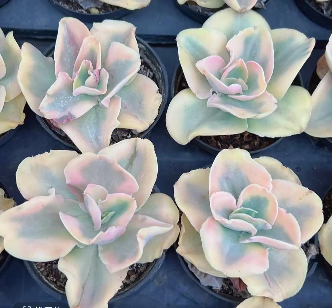 plant Aeonium Echeveria Haworthia  Caudex  Lithops Cactus  Agave 