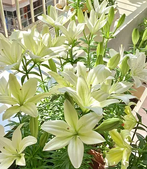 Double-petaled bicolor fragrant lily Bulbs—Fresh and Sweet