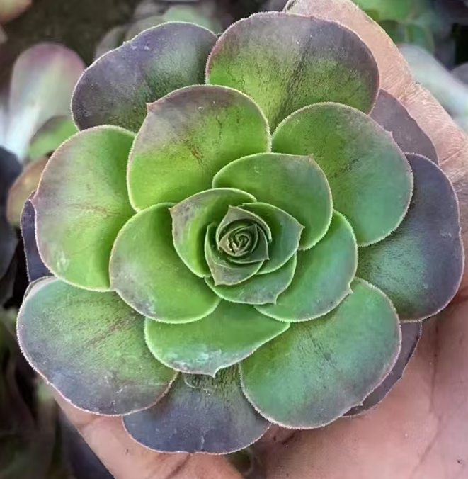 plant Aeonium Echeveria Haworthia  Caudex  Lithops Cactus  Agave 