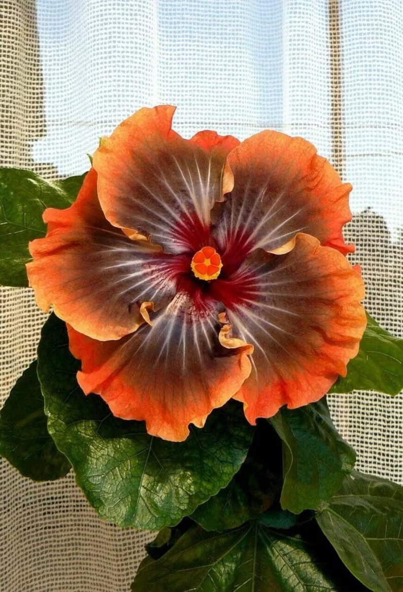 Beautiful Cosmic Dancer Hibiscus