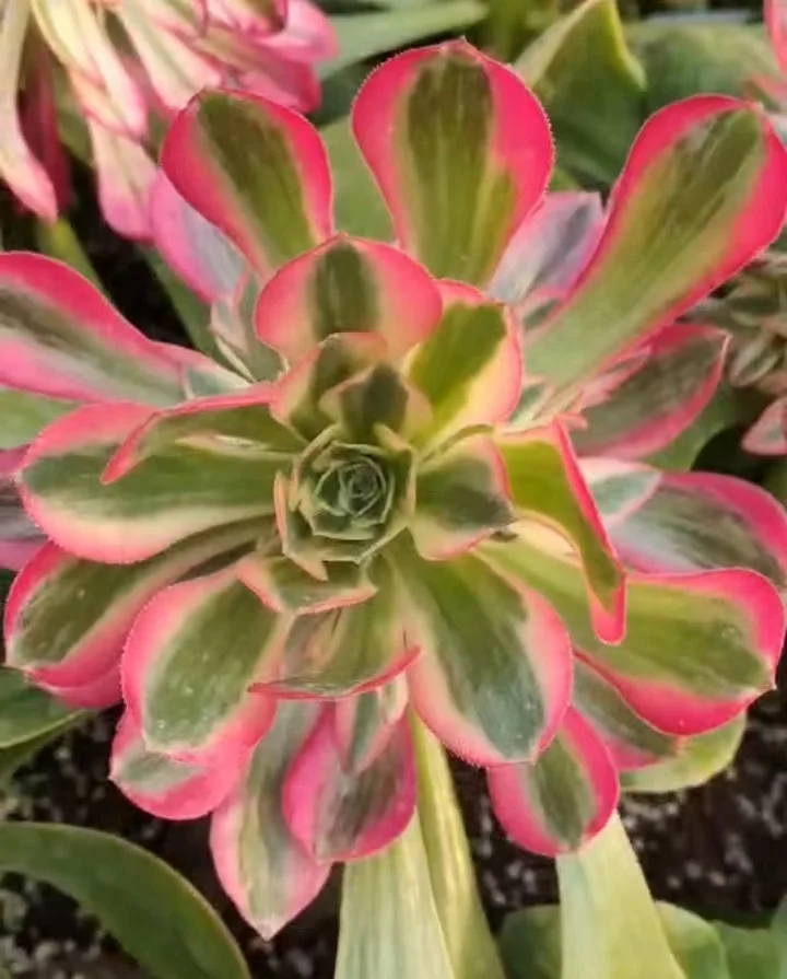 plant Aeonium Echeveria Haworthia  Caudex  Lithops Cactus  Agave 