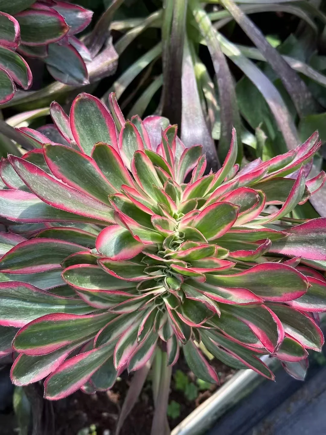 plant Aeonium Echeveria Haworthia  Caudex  Lithops Cactus  Agave 