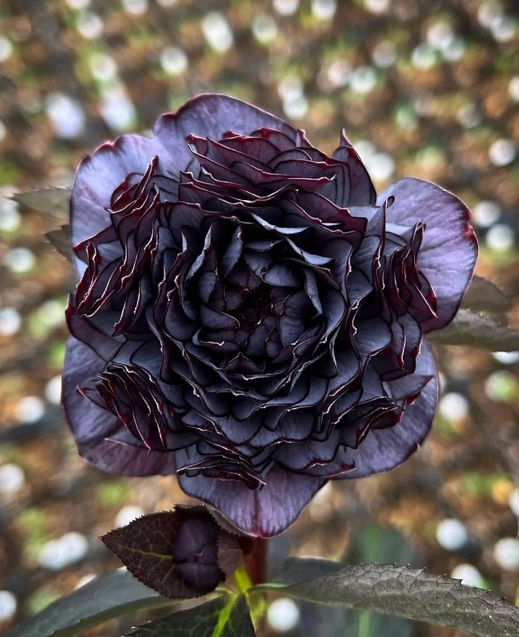 Mysterious Black Bark Double Petal Rose Seeds