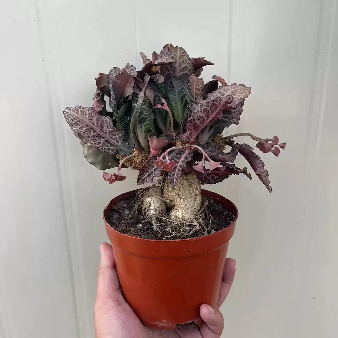 plant Aeonium Echeveria Haworthia  Caudex  Lithops Cactus  Agave 