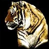 Bead Embroidery - Partial Printed 9CT Tiger(47x45 CM)