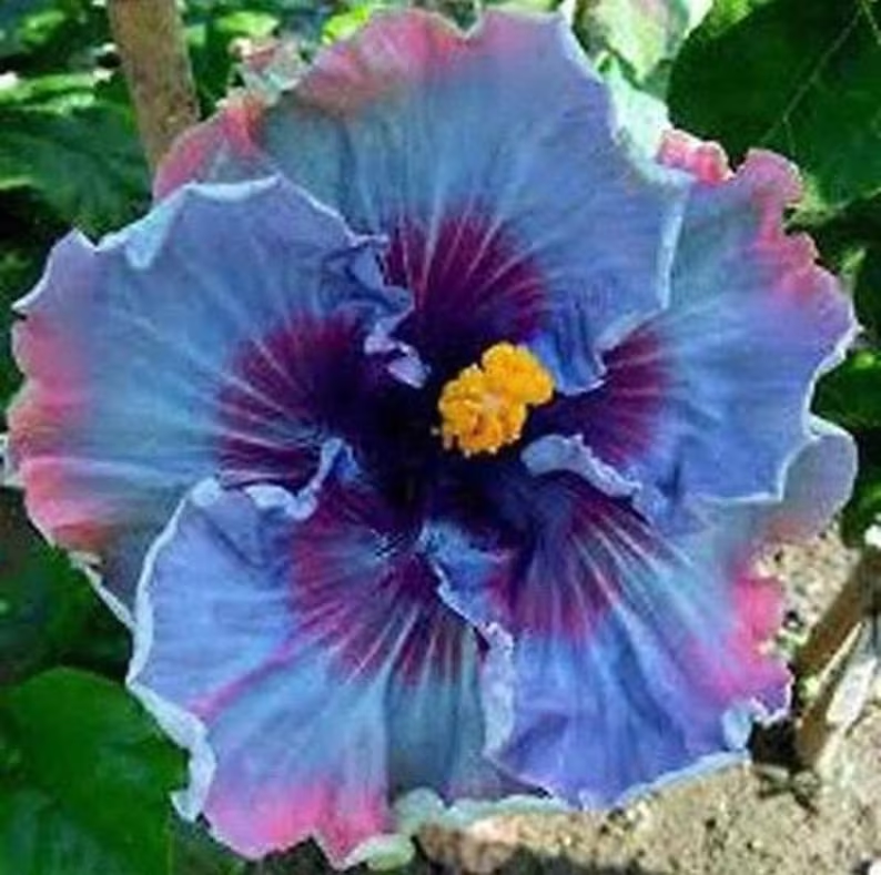 Beautiful Cosmic Dancer Hibiscus