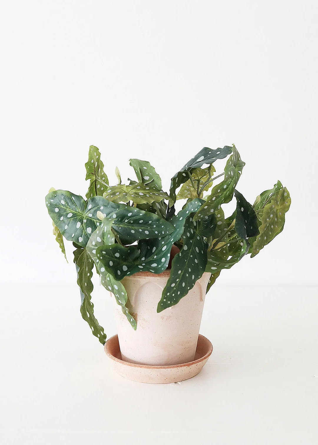 Artificial Angel Wing Begonia Leaf Plant - 12"
