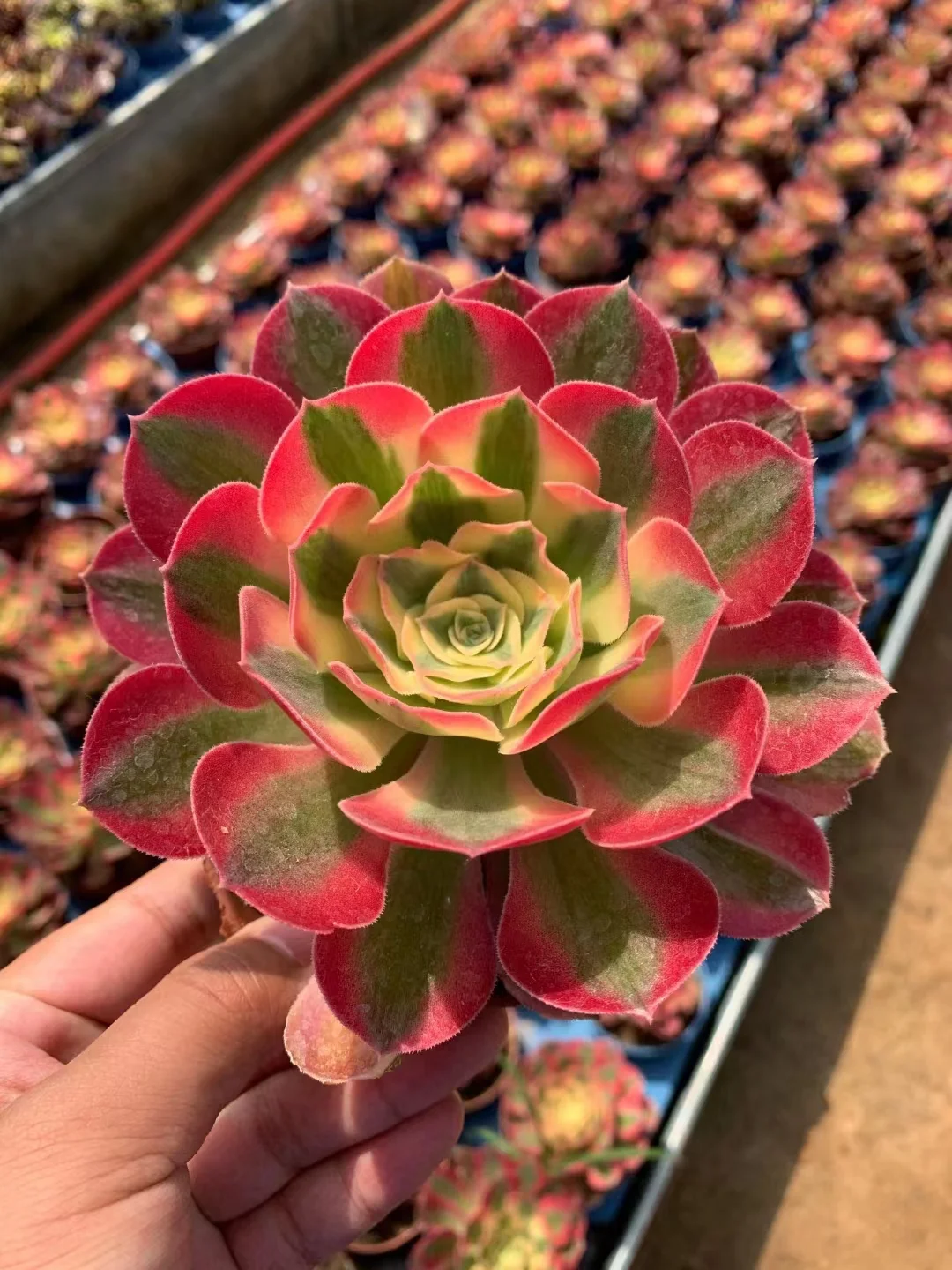 10.  Pink witch .  single head and cutting / Aeonium / Succulent plants / Garden landscape / Carefully select healthy plants