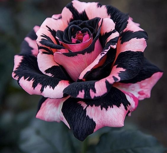 Rare Striped Rose Seeds Jonyparkseed®