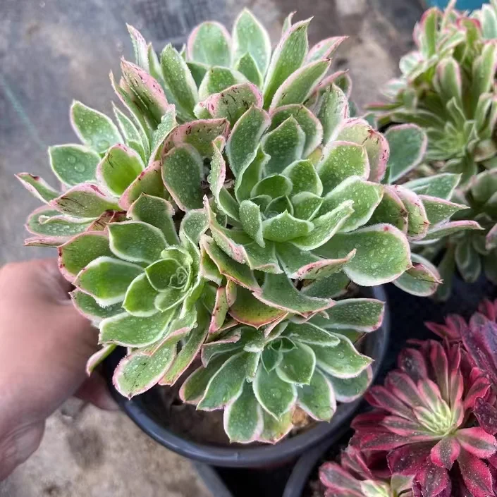 plant Aeonium Echeveria Haworthia  Caudex  Lithops Cactus  Agave 