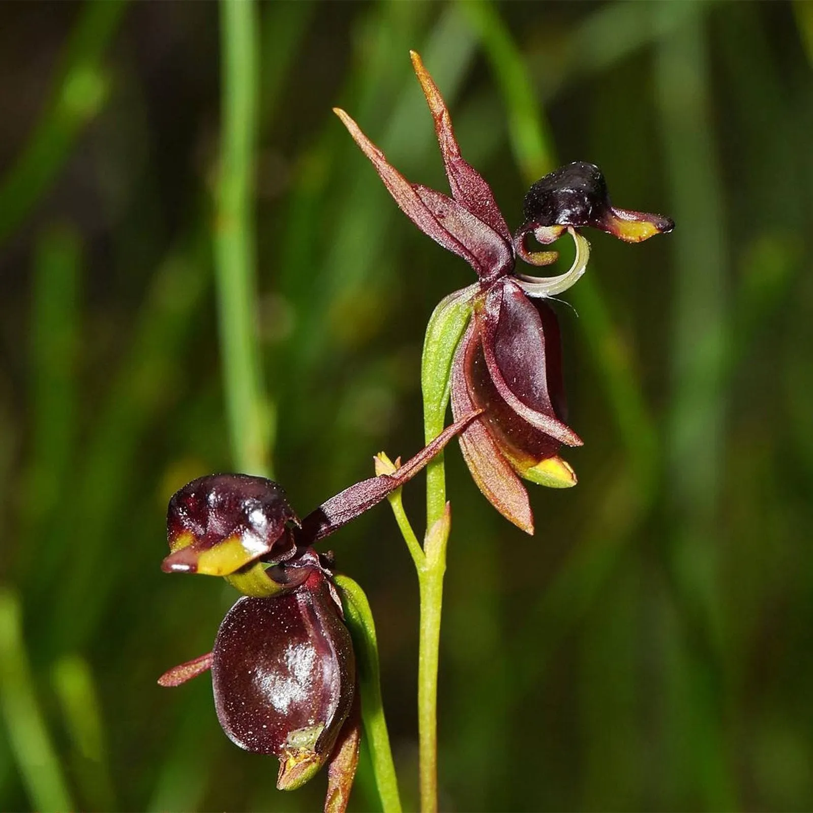 Flying Duck Orchid Seeds – Grow Your Own Rare and Unique Purple Duck Orchids! 🌿🦆