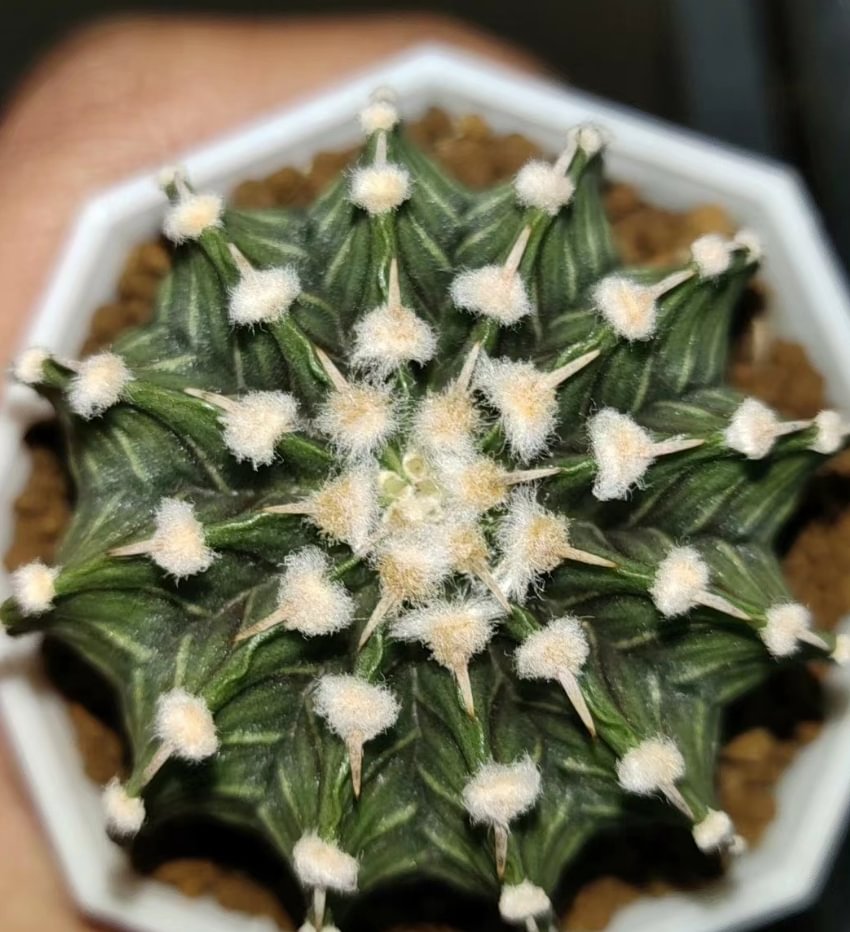 633.  Miha rib  single head has roots 4-5cm /Cactus plants / Succulent plants/Garden landscape / Carefully select healthy plants
