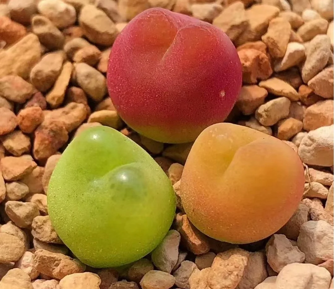 plant Aeonium Echeveria Haworthia  Caudex  Lithops Cactus  Agave 