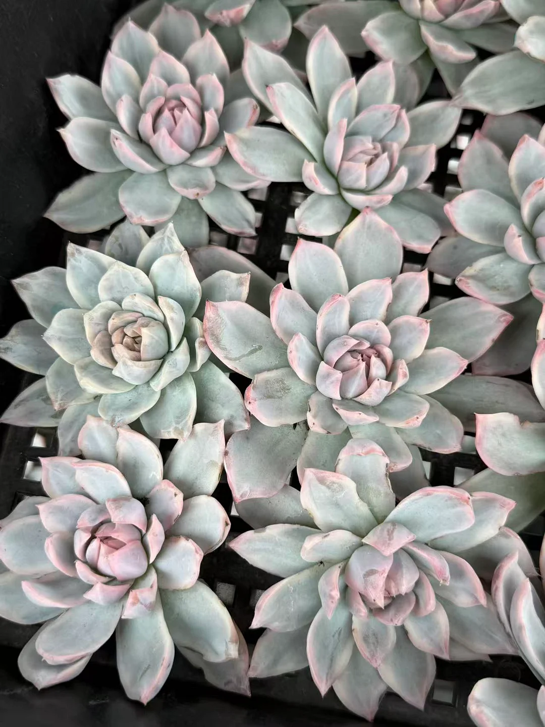 plant Aeonium Echeveria Haworthia  Caudex  Lithops Cactus  Agave 