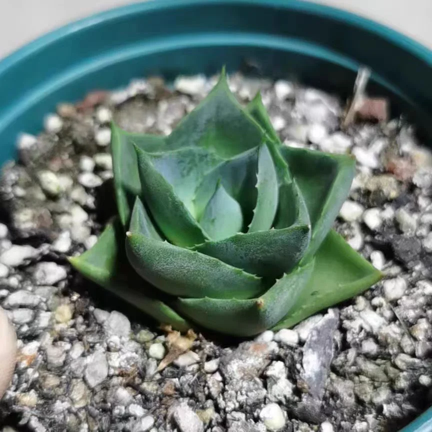 plant Aeonium Echeveria Haworthia  Caudex  Lithops Cactus  Agave 