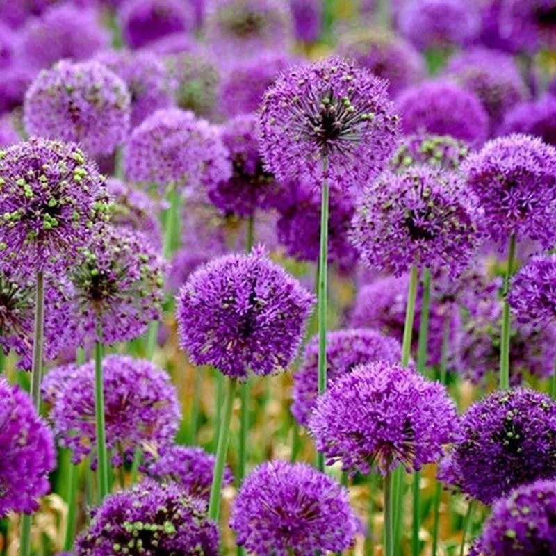 Garden Outdoor Giant Allium Giganteum Beautiful Flower Seeds Bonsai Plant Seeds