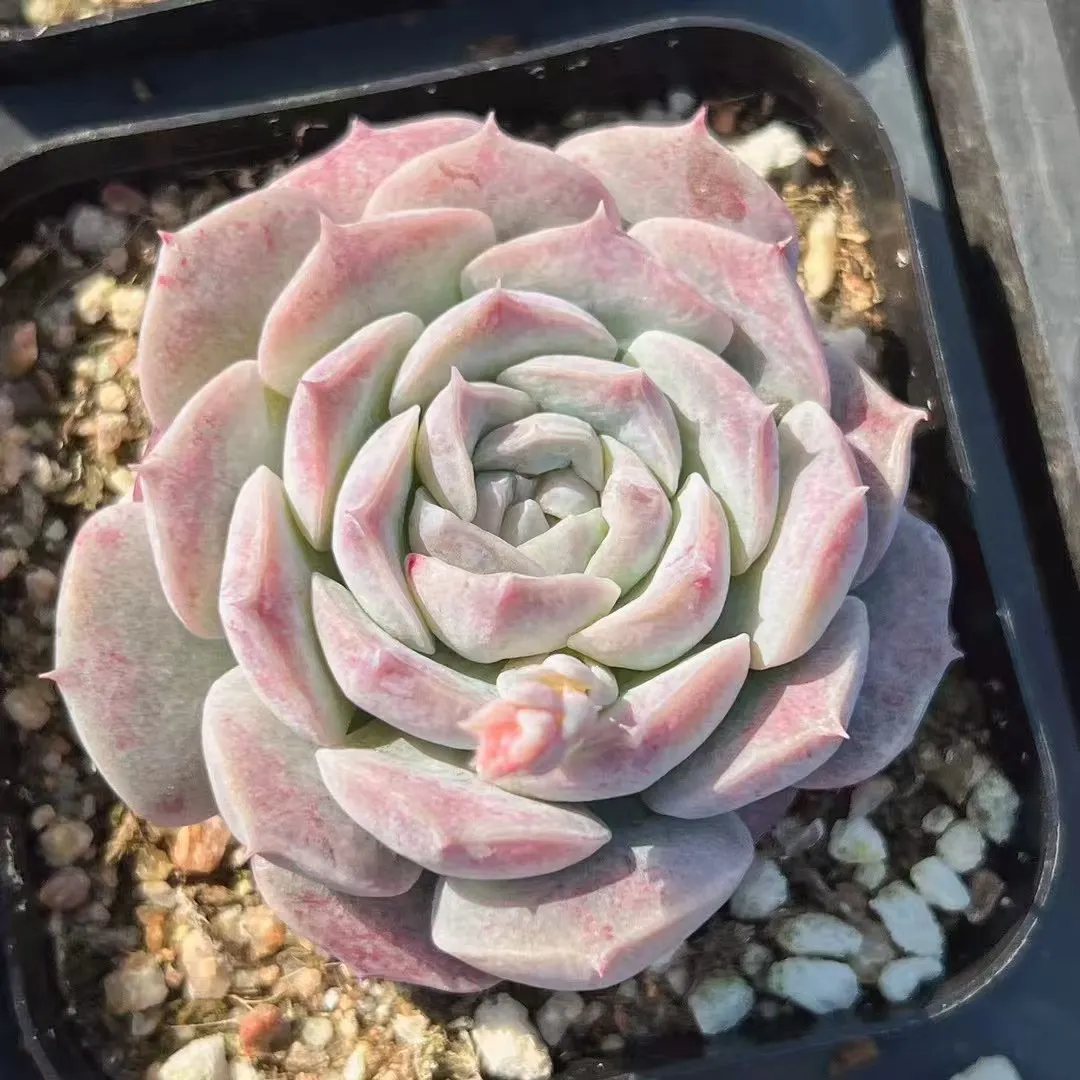 plant Aeonium Echeveria Haworthia  Caudex  Lithops Cactus  Agave 