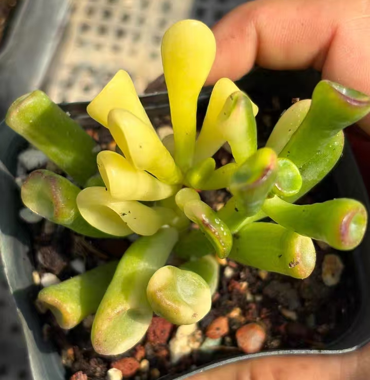 plant Aeonium Echeveria Haworthia  Caudex  Lithops Cactus  Agave 