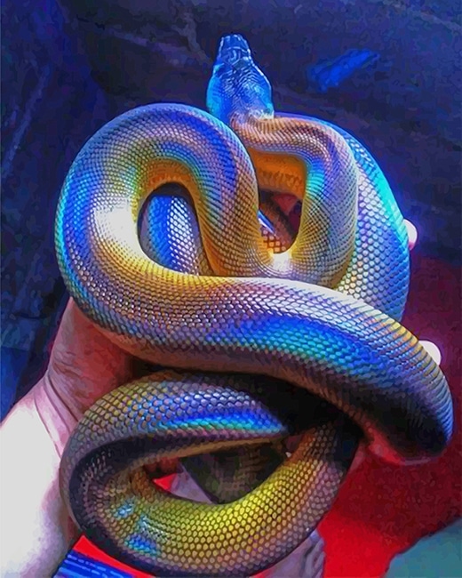 

Colorful Albertis Python – Paint By Numbers - 40*50CM, 501 Original