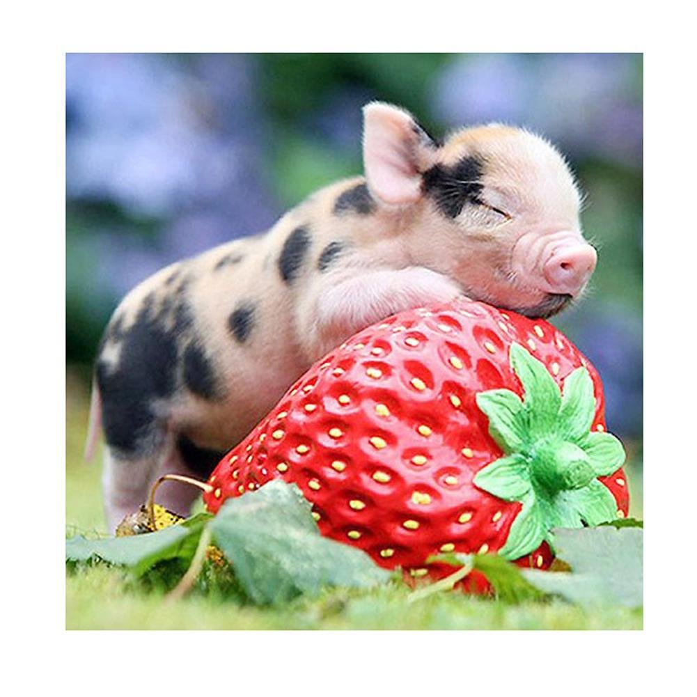 Full Round Diamond Painting Baby Pig Strawberry (30*30cm)