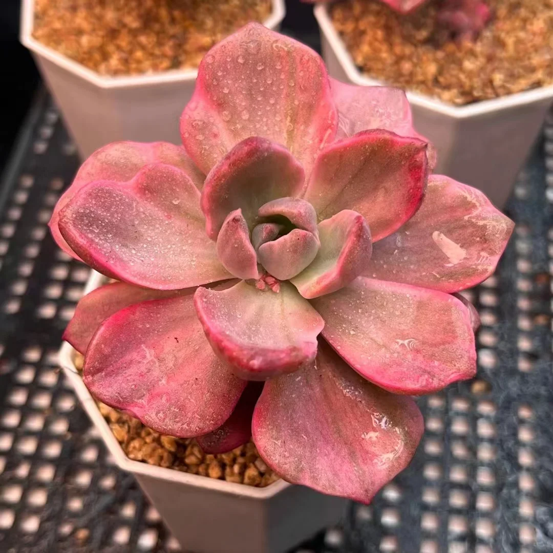 232.  Echeveria Rainbow var.   single head / Echeveria / Succulent plants / Garden landscape / Carefully select healthy plants
