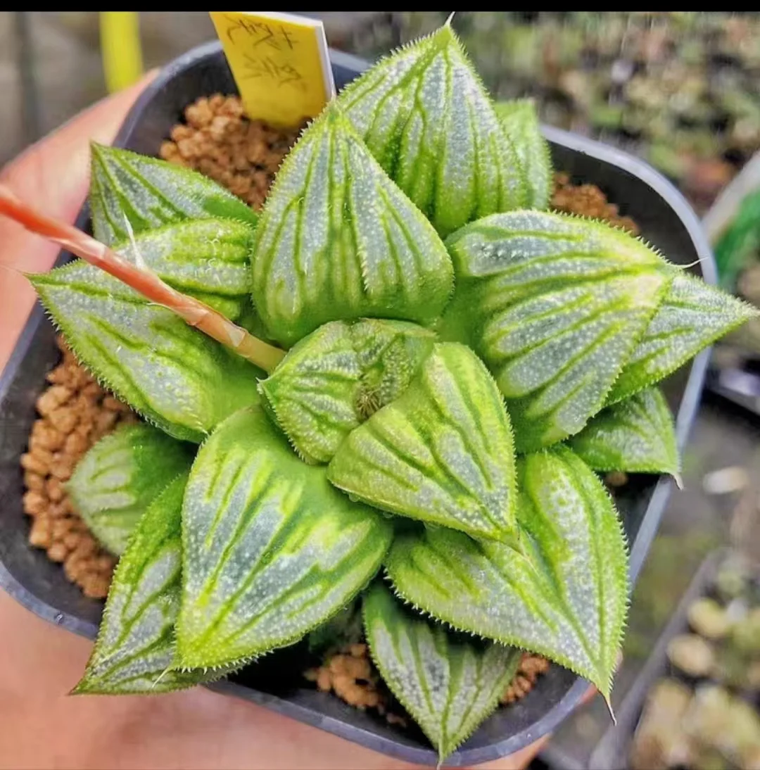 1114.Haworthia magnifica var. splendens 4-5cm /Haworthia/ Succulent plants / Garden landscape / Carefully select healthy plants