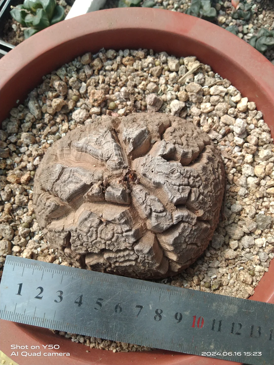 plant Aeonium Echeveria Haworthia  Caudex  Lithops Cactus  Agave 