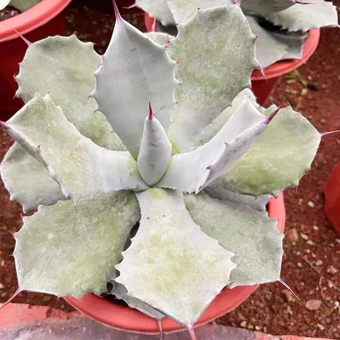 plant Aeonium Echeveria Haworthia  Caudex  Lithops Cactus  Agave 
