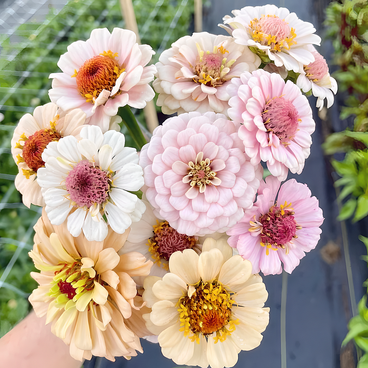 Double Zinnia Mixed Color Seeds – Spring Garden