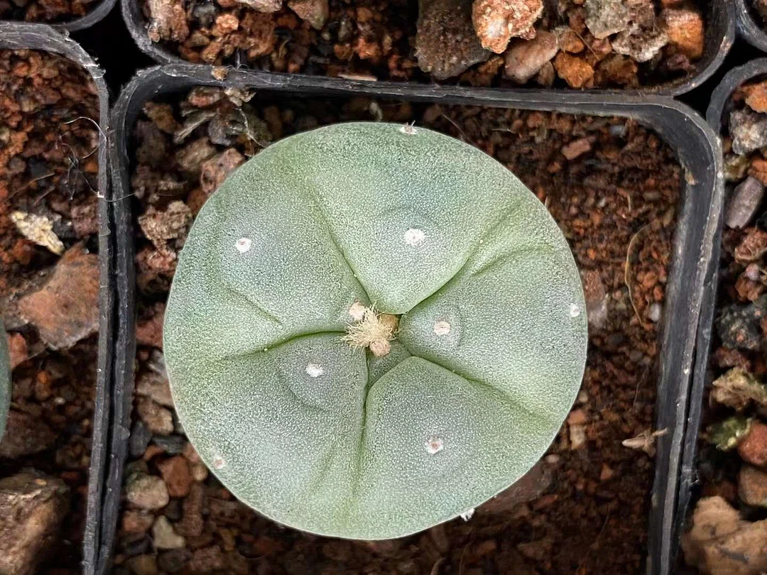 plant Aeonium Echeveria Haworthia  Caudex  Lithops Cactus  Agave 