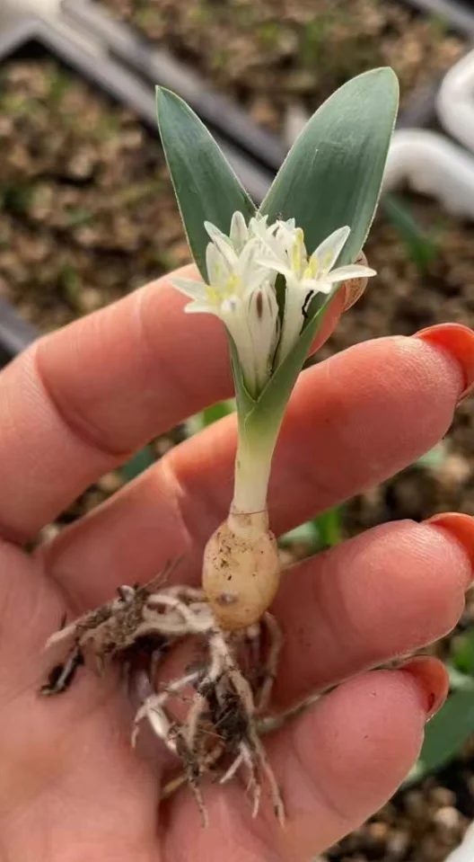 plant Aeonium Echeveria Haworthia  Caudex  Lithops Cactus  Agave 