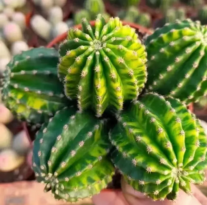 plant Aeonium Echeveria Haworthia  Caudex  Lithops Cactus  Agave 
