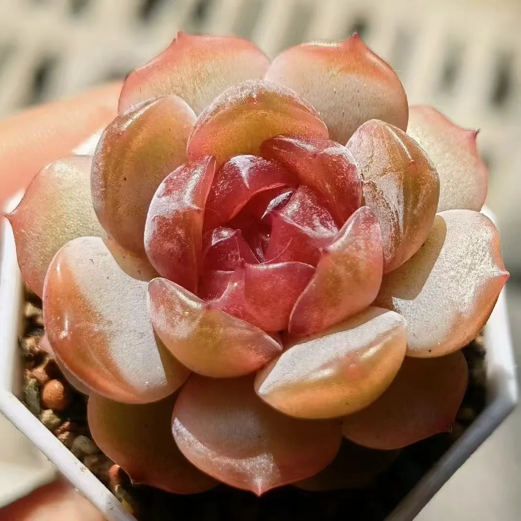 469.Red lover single head and cluster/ Echeveria / Succulent plants / Garden landscape / Carefully select healthy plants